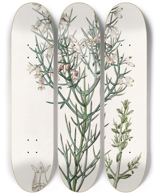 Triptych art skateboard deck of Sydenham Edwards Bristling Colletia by Sydenham Edwards (1768-1819)