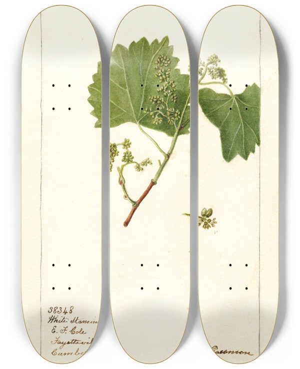 Triptych art skateboard deck of Deborah Griscom Passmore Vitis White Staminate by Deborah Griscom Passmore (1840-1911)
