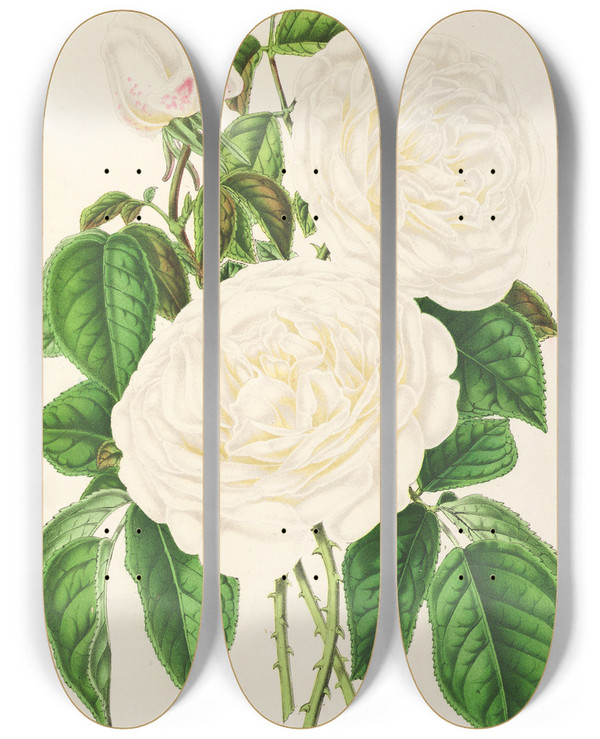 Triptych art skateboard deck of Charles Antoine Lemaire Rose Imperatrice Eugenie by Charles Antoine Lemaire (1800-1871)