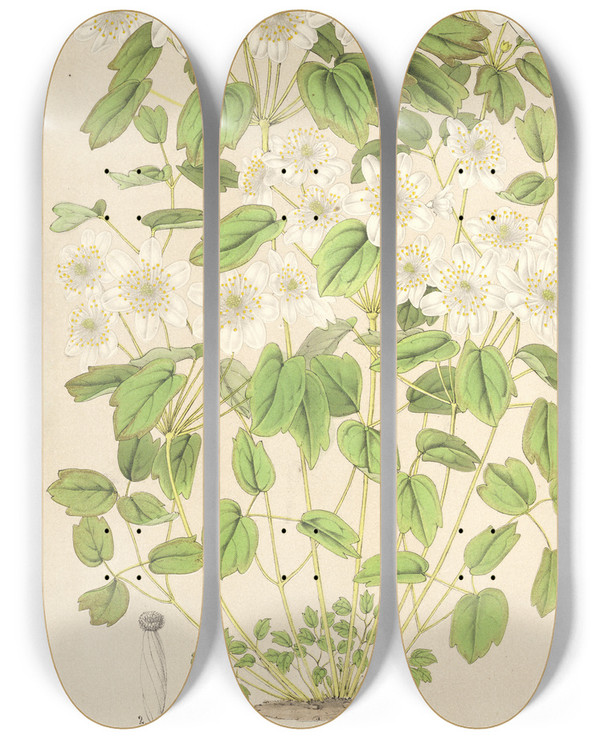 Triptych art skateboard deck of Charles Antoine Lemaire Thalictrum Anemonoides by Charles Antoine Lemaire (1800-1871)