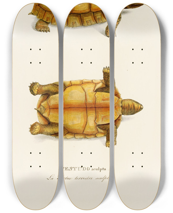 Triptych art skateboard deck of Johann Baptist Von Spix Testudo Sculpta by Johann Baptist Von Spix (1781-1826)