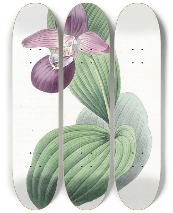 Triptych art skateboard deck of Sydenham Edwards Largeflowered Ladys Slipper by Sydenham Edwards (1768-1819)