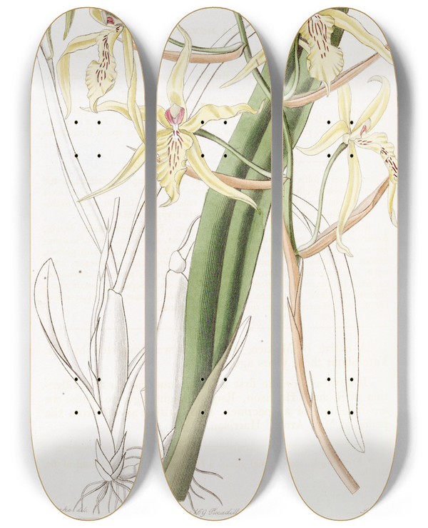 Triptych art skateboard deck of Sydenham Edwards Strawcoloured Cyrtochilum by Sydenham Edwards (1768-1819)
