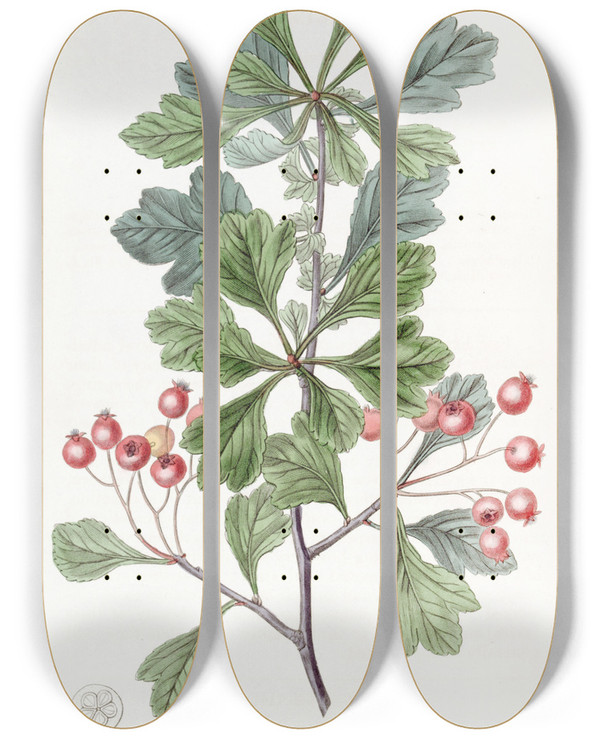 Triptych art skateboard deck of Sydenham Edwards Smallfruited Thorn by Sydenham Edwards (1768-1819)