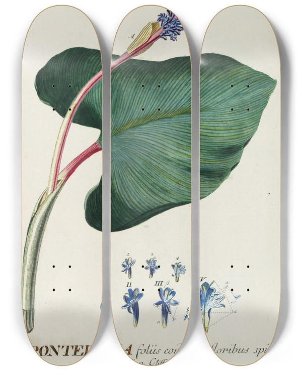 Triptych art skateboard deck of Georg Dionysius Ehret Pontederia by Georg Dionysius Ehret (1708-1770)