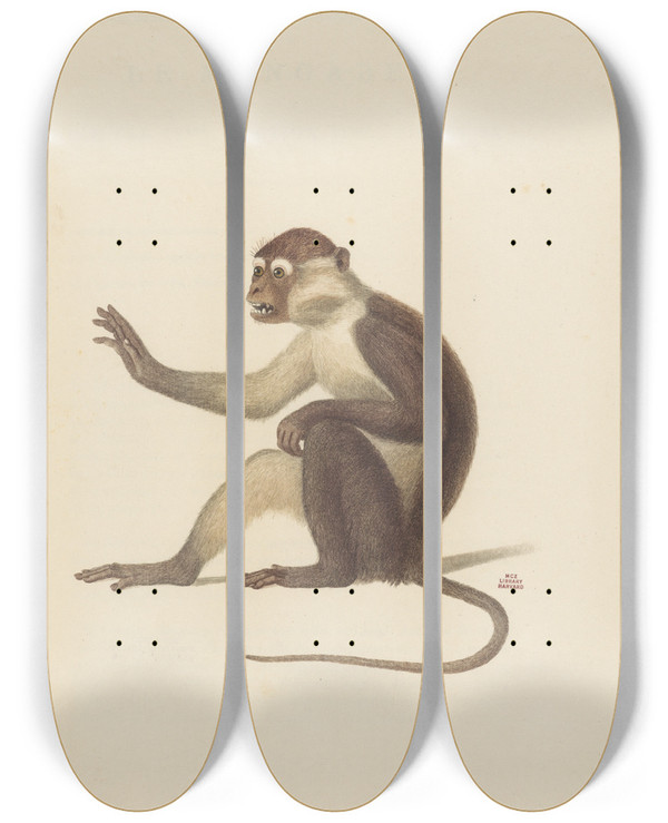 Triptych art skateboard deck of Jeanbaptiste Audebert Le Mangabey Varit A by Jean-Baptiste Audebert (1759-1800)
