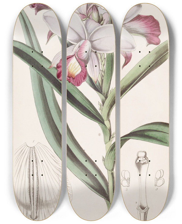 Triptych art skateboard deck of Sydenham Edwards Closeflowered Reedorchis by Sydenham Edwards (1768-1819)