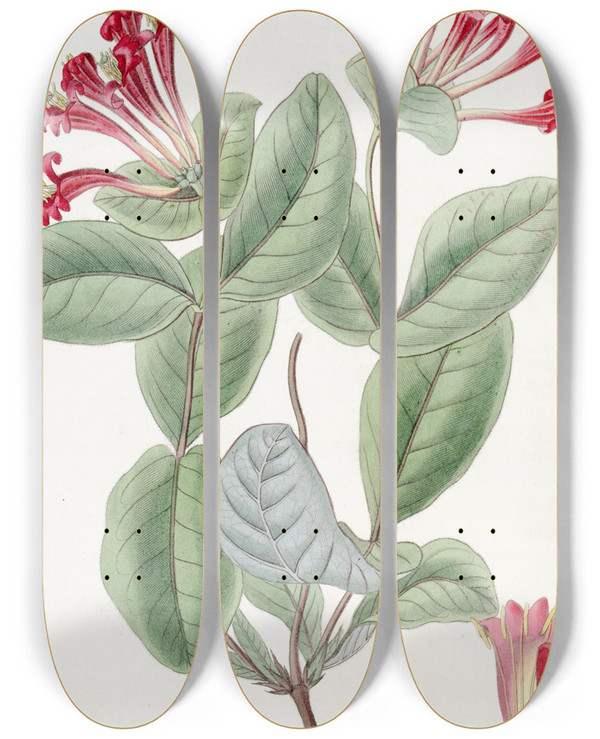 Triptych art skateboard deck of Sydenham Edwards The Northwest Honeysuckle by Sydenham Edwards (1768-1819)
