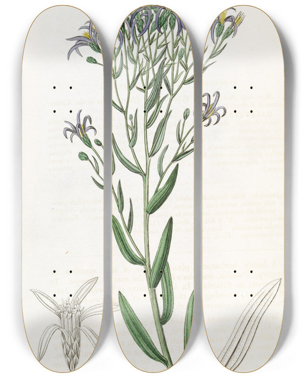 Triptych art skateboard deck of Sydenham Edwards Dotted Galatella by Sydenham Edwards (1768-1819)
