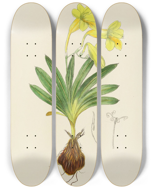 Triptych art skateboard deck of Illtyd Buller Poleevans Freesia Refracta by Illtyd Buller Pole-Evans (1879-1968)