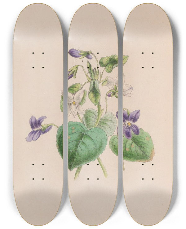 Triptych art skateboard deck of John Stevens Henslow Sweet Scented Violet by John Stevens Henslow (1796-1861)