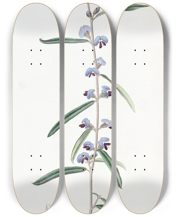 Triptych art skateboard deck of Sydenham Edwards Linearleaved Lanceolate Hovea by Sydenham Edwards (1768-1819)