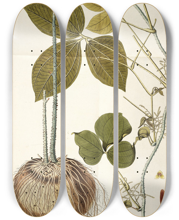 Triptych art skateboard deck of Nikolaus Joseph Freiherr Von Jacquin Dioscorea Triphylla by Nikolaus Joseph Freiherr Von Jacquin (1727-1817)