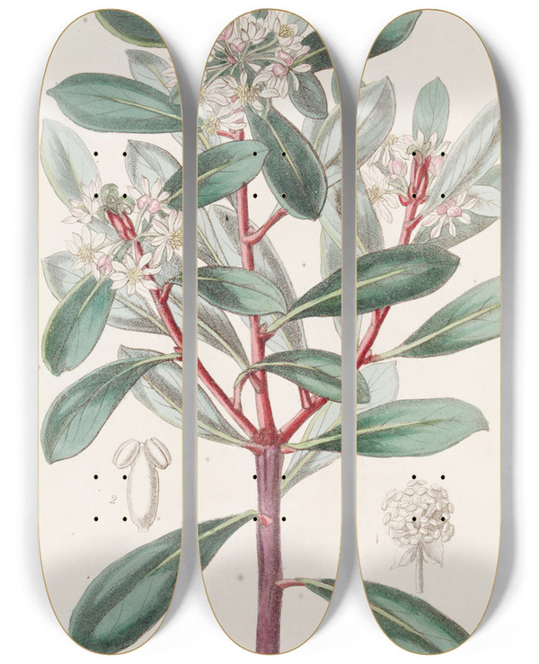 Triptych art skateboard deck of Sydenham Edwards Aromatic Tasmannia by Sydenham Edwards (1768-1819)