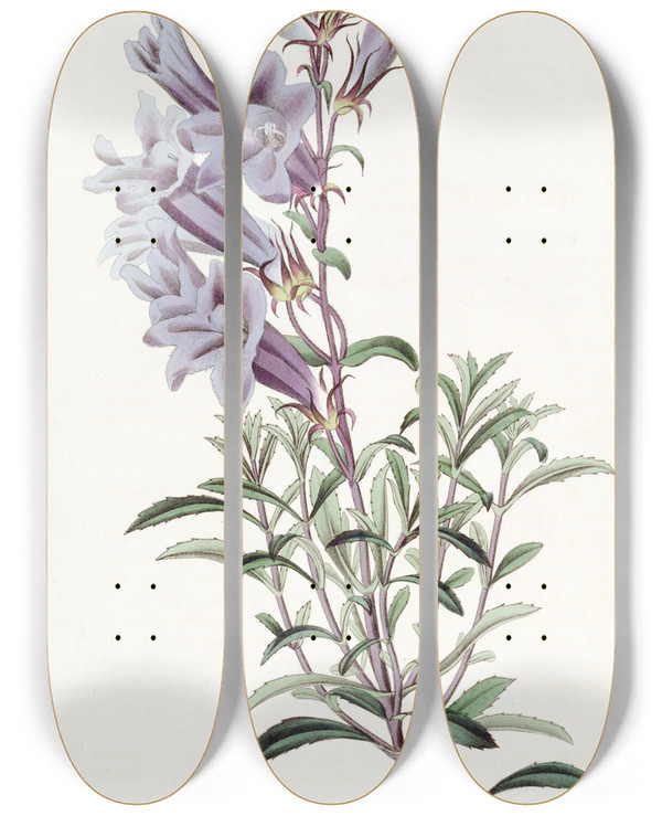 Triptych art skateboard deck of Sydenham Edwards Dr Scoulers Pentstemon by Sydenham Edwards (1768-1819)
