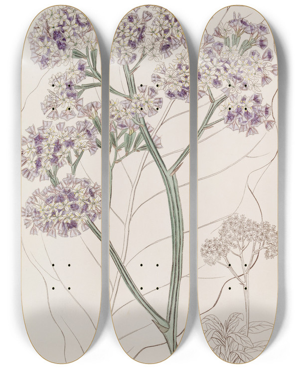 Triptych art skateboard deck of Sydenham Edwards Tree Statice by Sydenham Edwards (1768-1819)