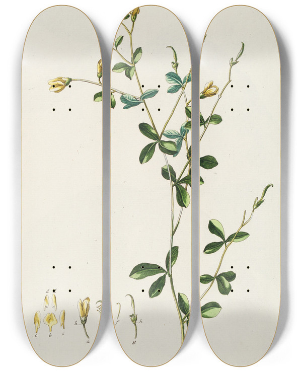 Triptych art skateboard deck of Georg Dionysius Ehret Sophora Ii by Georg Dionysius Ehret (1708-1770)