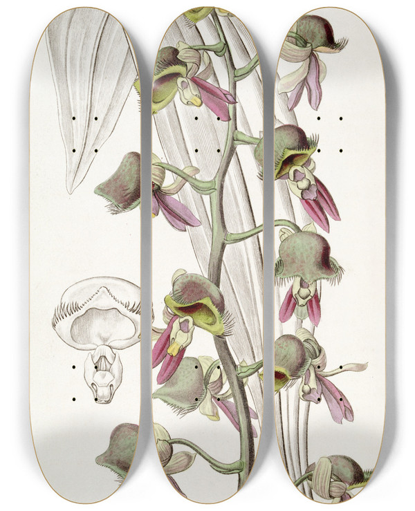 Triptych art skateboard deck of Sydenham Edwards Dingy Monkflower by Sydenham Edwards (1768-1819)