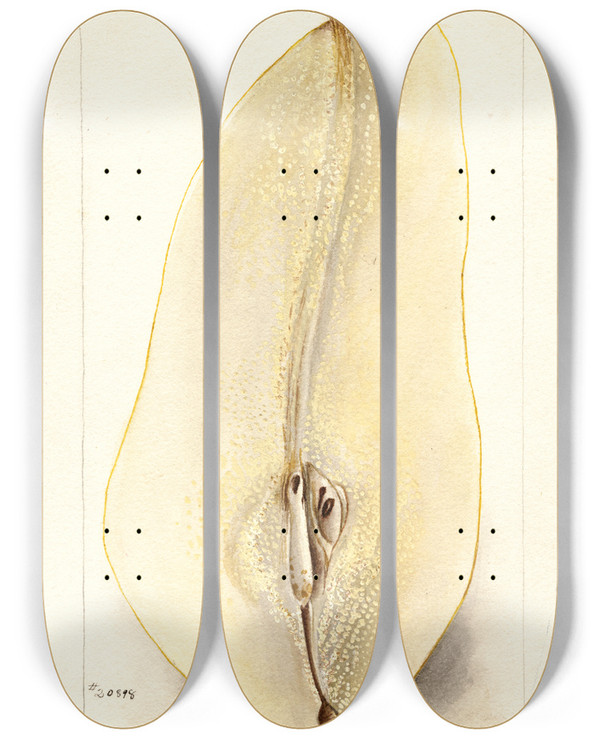 Triptych art skateboard deck of Deborah Griscom Passmore Pyrus Communis Belle Angevine_1 by Deborah Griscom Passmore (1840-1911)
