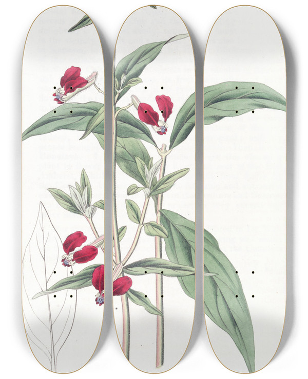 Triptych art skateboard deck of Sydenham Edwards Mexican Twopetalled Cuphea by Sydenham Edwards (1768-1819)