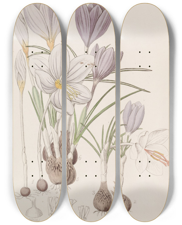 Triptych art skateboard deck of Sydenham Edwards Autumnal Crocuses_2 by Sydenham Edwards (1768-1819)