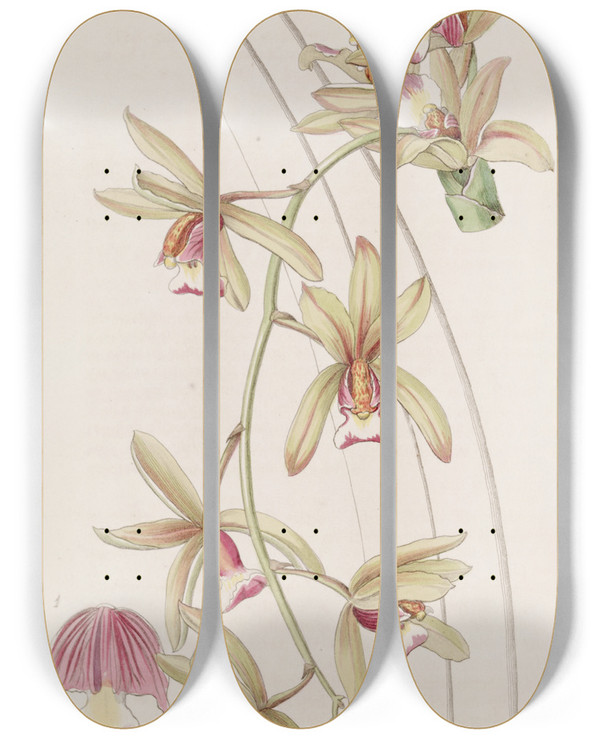 Triptych art skateboard deck of Sydenham Edwards Shortlipped Thickleaved Cymbidium by Sydenham Edwards (1768-1819)