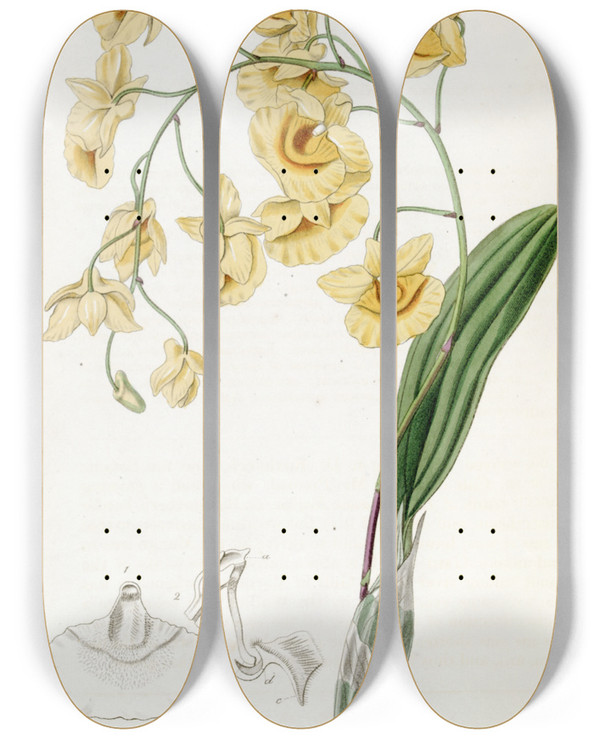 Triptych art skateboard deck of Sydenham Edwards Clustered Dendrobium by Sydenham Edwards (1768-1819)