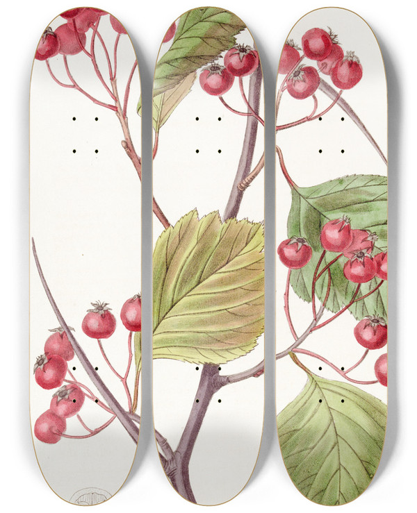 Triptych art skateboard deck of Sydenham Edwards Pinktipped Stackhousia by Sydenham Edwards (1768-1819)