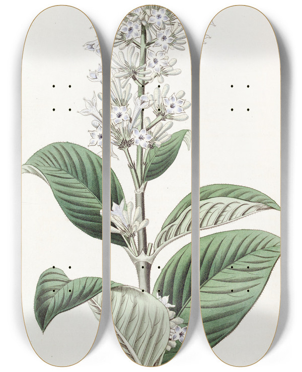 Triptych art skateboard deck of Sydenham Edwards Azureflowered Netseed by Sydenham Edwards (1768-1819)