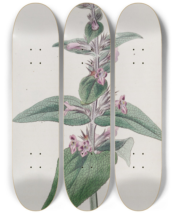 Triptych art skateboard deck of Sydenham Edwards Sageleaved Stachys by Sydenham Edwards (1768-1819)