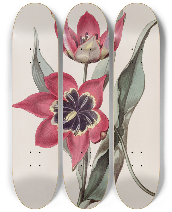 Triptych art skateboard deck of Sydenham Edwards Strongsmelling Tulip by Sydenham Edwards (1768-1819)