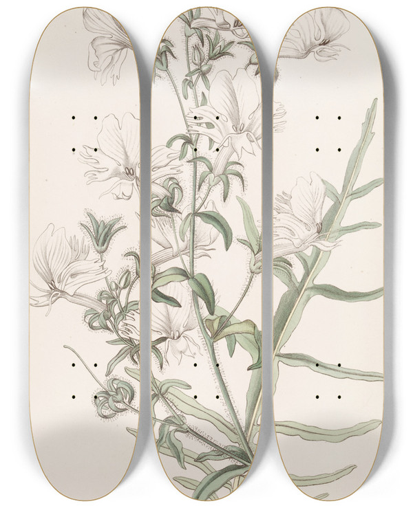 Triptych art skateboard deck of Sydenham Edwards White Shizanthus by Sydenham Edwards (1768-1819)