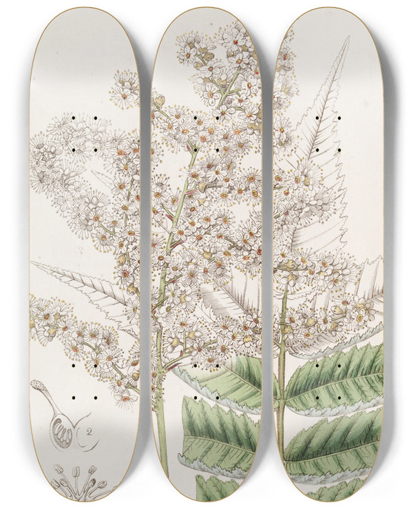 Triptych art skateboard deck of Sydenham Edwards Dr Lindleys Spiraea by Sydenham Edwards (1768-1819)