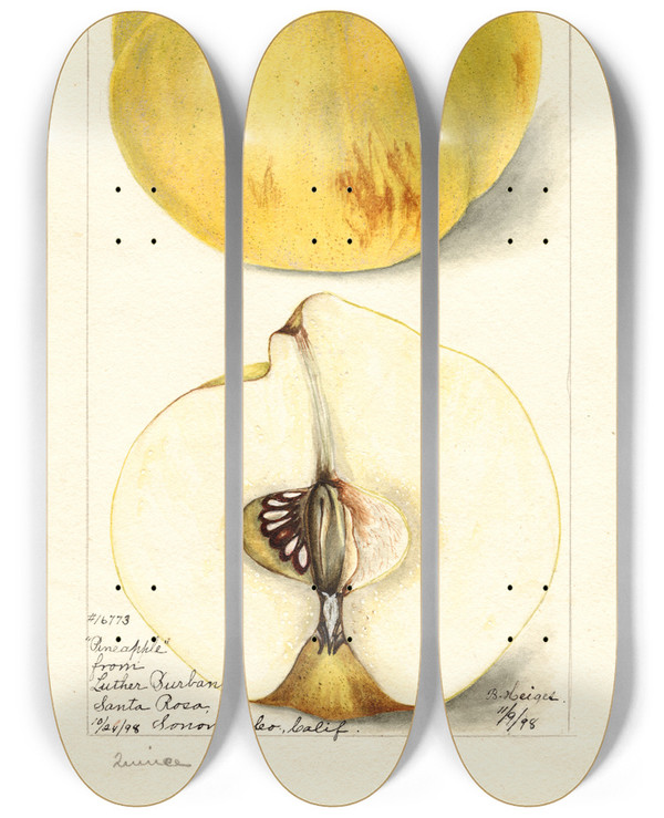 Triptych art skateboard deck of Bertha Heiges Cydonia Oblonga Pineapple by Bertha Heiges (1866-1956)