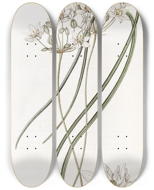 Triptych art skateboard deck of Sydenham Edwards Milkwhite Hesperoscordum by Sydenham Edwards (1768-1819)