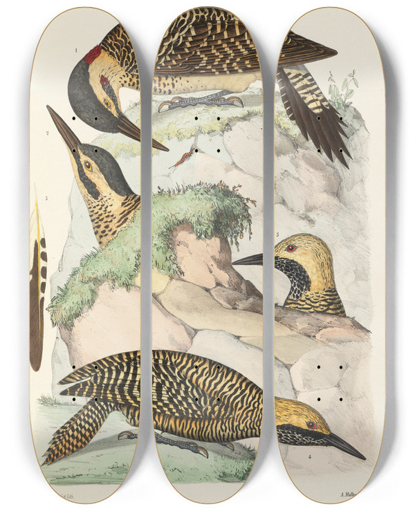 Triptych art skateboard deck of Alfred Malherbe Monographie Des Picides Pl42 by Alfred Malherbe (1804-1865)