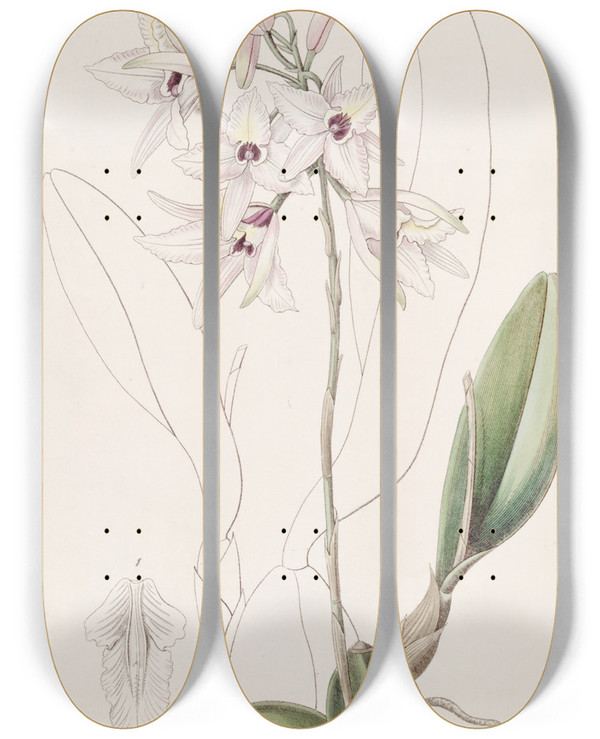 Triptych art skateboard deck of Sydenham Edwards Blushing Laelia by Sydenham Edwards (1768-1819)
