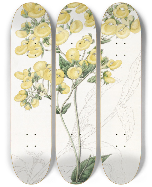 Triptych art skateboard deck of Sydenham Edwards The Chiloe Slipperflower by Sydenham Edwards (1768-1819)