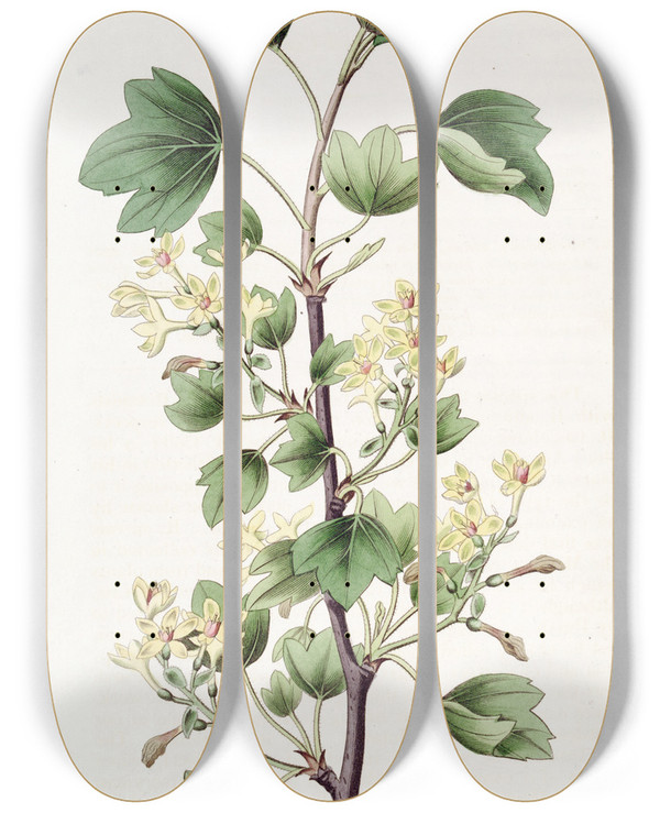 Triptych art skateboard deck of Sydenham Edwards Scarletleaved Currant by Sydenham Edwards (1768-1819)