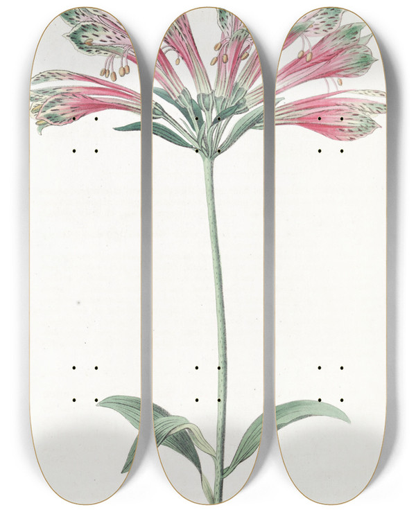 Triptych art skateboard deck of Sydenham Edwards Parrot Alstromeria by Sydenham Edwards (1768-1819)