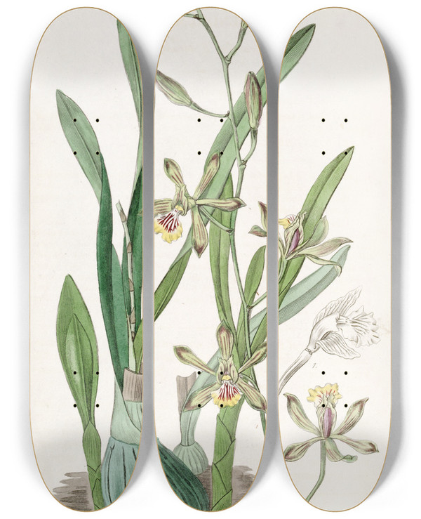 Triptych art skateboard deck of Sydenham Edwards Graceful Epidendrum by Sydenham Edwards (1768-1819)