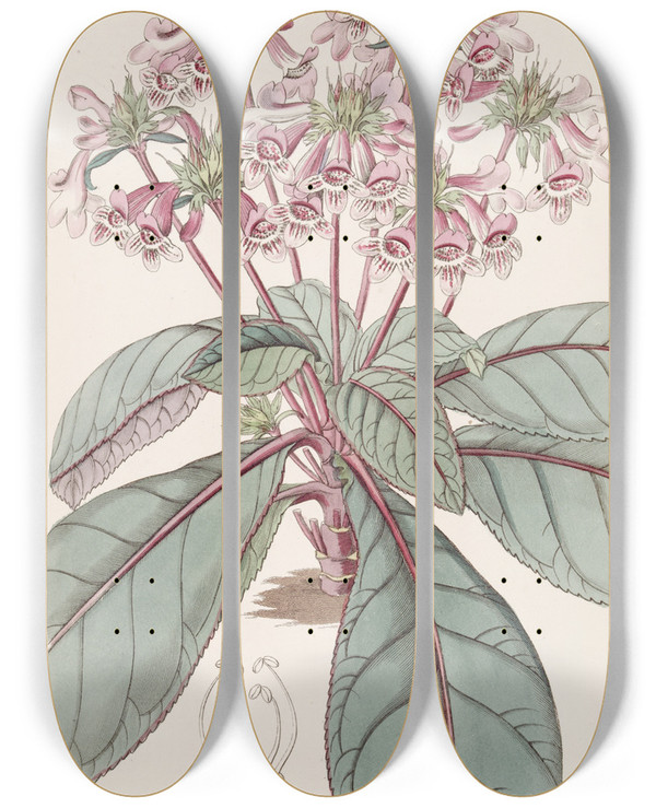 Triptych art skateboard deck of Sydenham Edwards Mexican Tetranema by Sydenham Edwards (1768-1819)