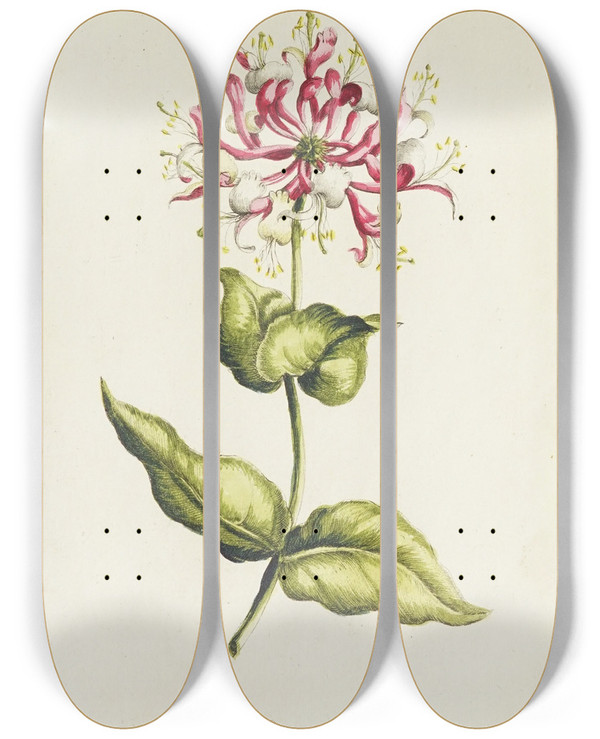 Triptych art skateboard deck of Carington Bowles Honeysuckle by Carington Bowles (1724-1793)