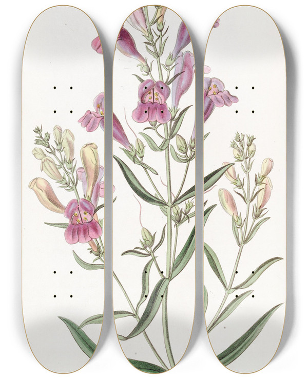 Triptych art skateboard deck of Sydenham Edwards Variousleaved Pentstemon by Sydenham Edwards (1768-1819)