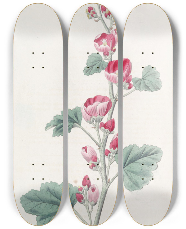 Triptych art skateboard deck of Sydenham Edwards Mr Munros Mallow by Sydenham Edwards (1768-1819)