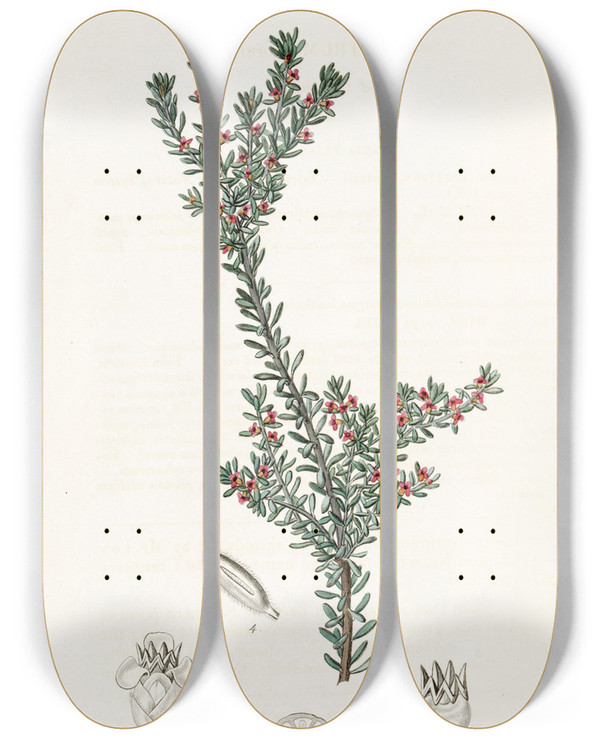 Triptych art skateboard deck of Sydenham Edwards Red Crowberry by Sydenham Edwards (1768-1819)