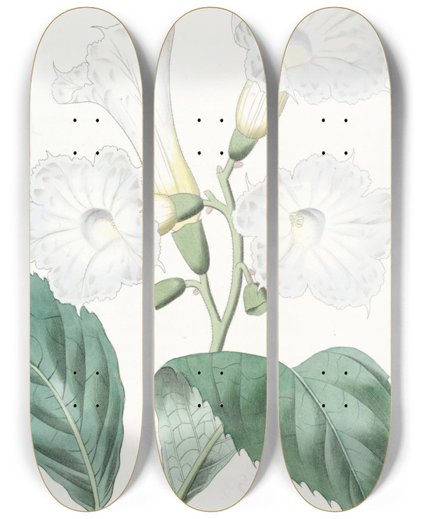 Triptych art skateboard deck of Sydenham Edwards Largeflowered Cordia by Sydenham Edwards (1768-1819)