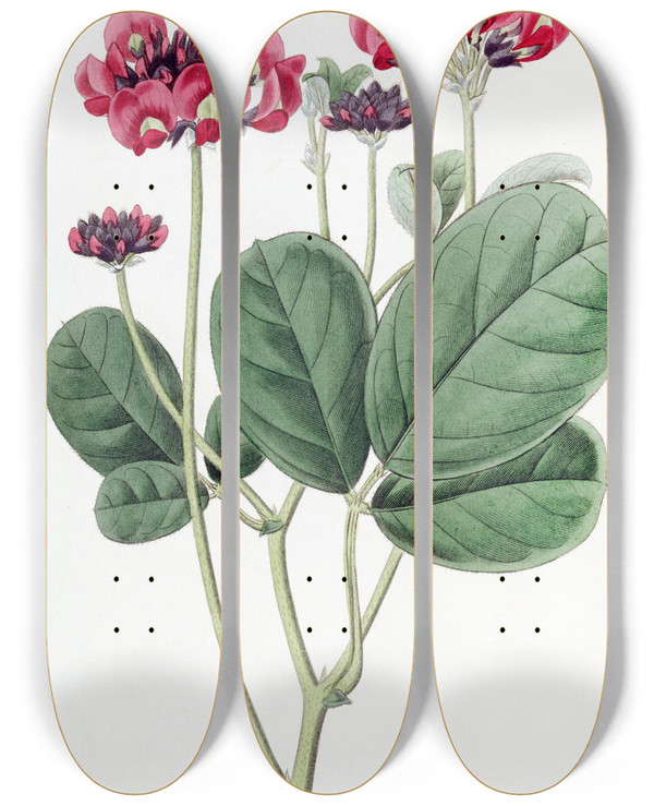 Triptych art skateboard deck of Sydenham Edwards Closeheaded Kennedya by Sydenham Edwards (1768-1819)