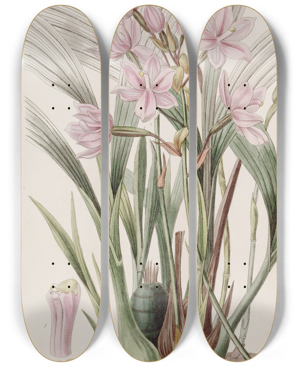 Triptych art skateboard deck of Sydenham Edwards Pink Paxtonia by Sydenham Edwards (1768-1819)