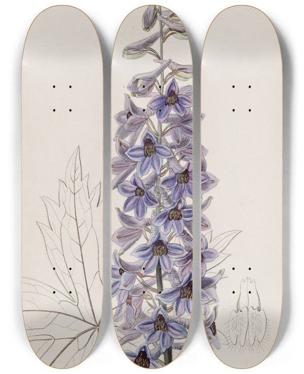 Triptych art skateboard deck of Sydenham Edwards Sapphireblue Variable Larkspur by Sydenham Edwards (1768-1819)